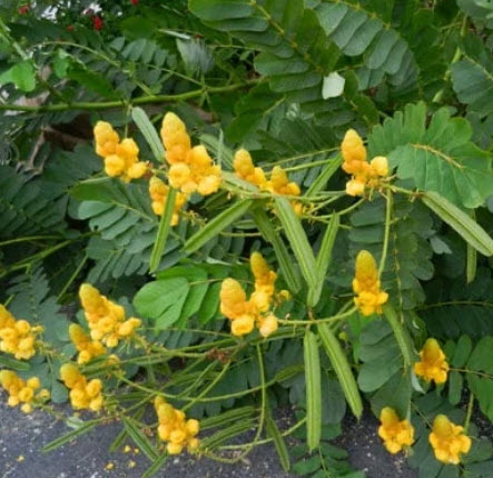 ชุมเห็ดเทศ ส้มเห็ด ขี้คาก ลับหมื่น ซองละ 40 เม็ด พืชสมุนไพรสารพัดประโยชน์