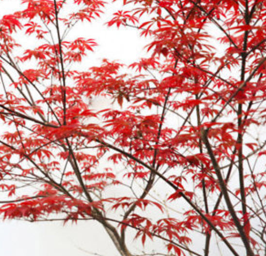 เมเปิ้ล (Maple) สีแดง / 30 เม็ด