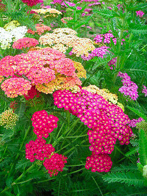 ยาโรว์ Summer Pastel คละ / 3,000 เม็ด (UK)*