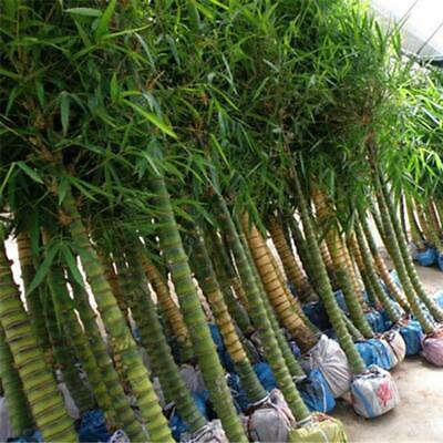 ไผ่บอนไซ (Bamboo bonsai) / 50 เม็ด