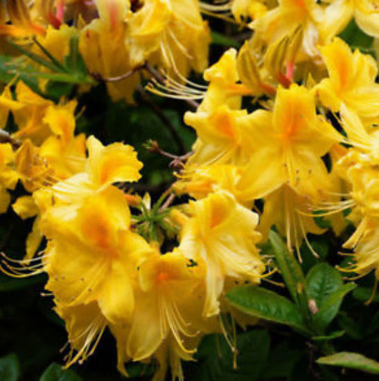 กุหลาบพันปี (Azalea) สีเหลืองเข้ม / 25 เม็ด