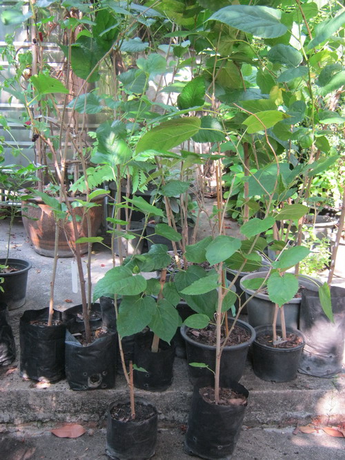ต้นหม่อน (Mulberry) ถุงดำ สูง 40-60 ซ.ม. / ต้น