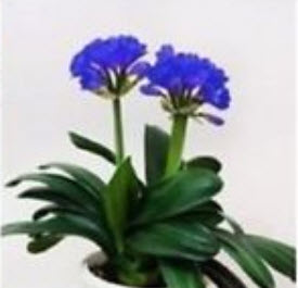 คลิเวีย บลู สกาย (Blue Sky Clivia) น้ำเงิน / 5 เม็ด