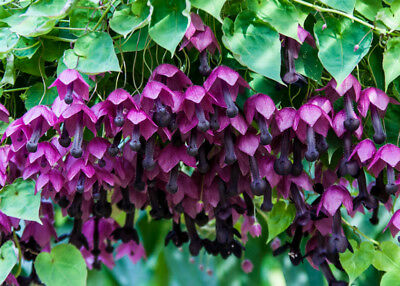 กระดิ่งม่วง (Purple Bell) / 10 เม็ด (UK)