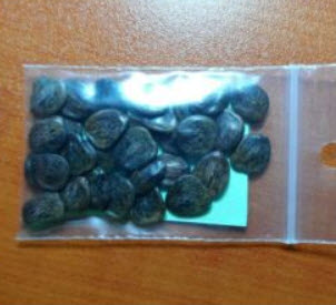 เมล็ดหางนกยูง (Desert Bird Of Paradise) ดอกสีเหลืองเกสรแดง / 10 เม็ด (Greece) หายากมาก