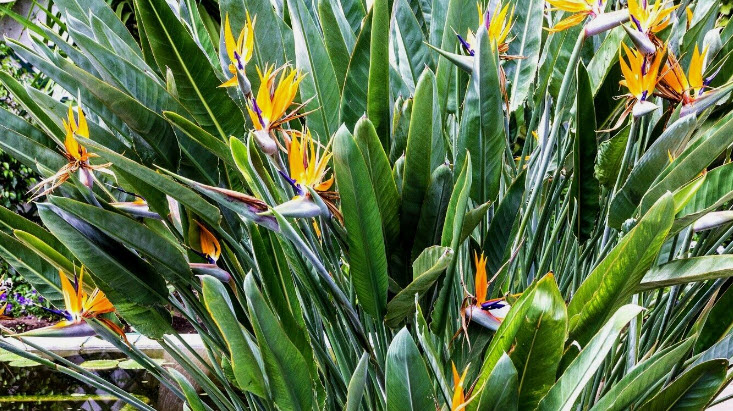 เบิร์ด ปักษาสวรรค์ เบิร์ดออฟพาราไดซ์ Bird of Paradise / 5 เม็ด (UK)