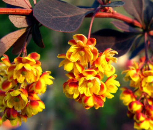 บาเบอรี่แดง (Red Barberry) บอนไซ / 60 เม็ด (UK)