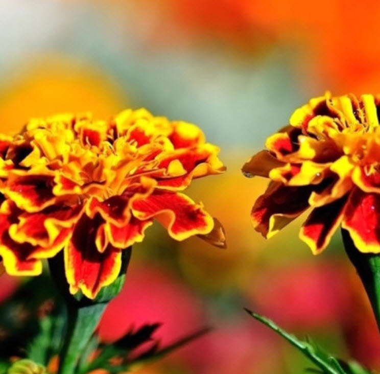 ดาวเรืองฝรั่งเศส (French marigold) / ซอง 50 เม็ด (A257)