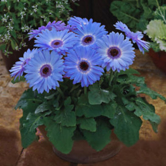 เยอบีร่า สีฟ้า (Majorette Blue Halo) / 100 เม็ด