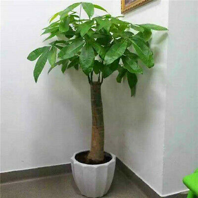 ศุภโชค หรือนุ่นน้ำ (Money tree) / 2 เม็ด