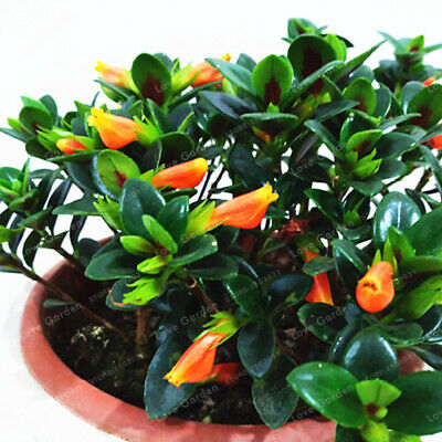 ปลาทองนำโชค (Goldfish) / 100 เม็ด