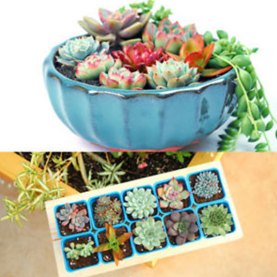 พืชอวบน้ำ (Succulents) คละ / 200 เม็ด