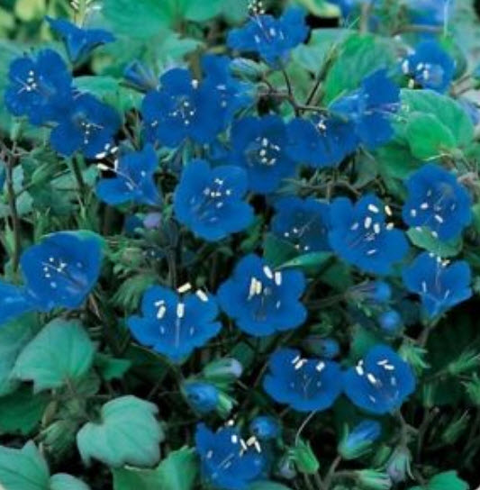 แคลิฟอร์เนีย บลูเบล (California Bluebell) / 500 เม็ด (USA)