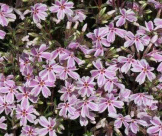 มอสฟล็อกซ์ - กิโมโน (Moss Phlox - Kimono) / 5 เม็ด (UK)