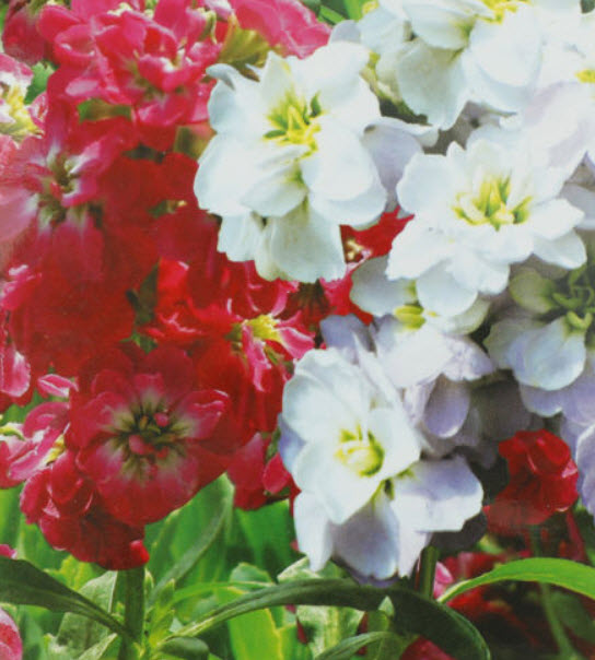 ไวโอเล็ต (Violet / Matthiola Incana) คละ / ซอง 30 เม็ด