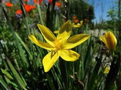 หญ้าบลูอาย (Blue-eyed grass) สีเหลือง / 10 เม็ด (USA)