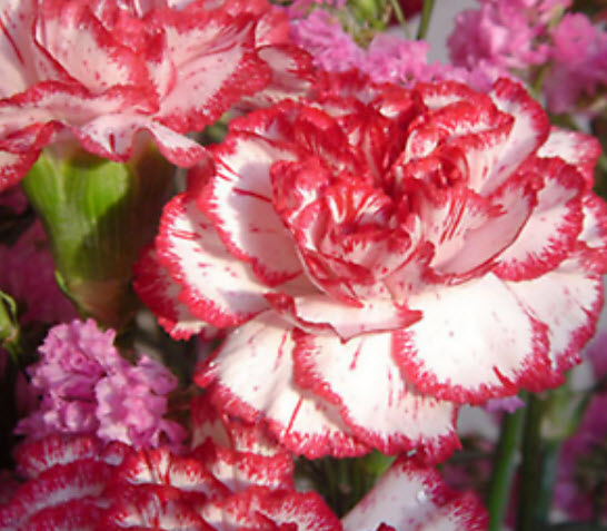 ผีเสื้อ (Dianthus) คละ / 100 เม็ด