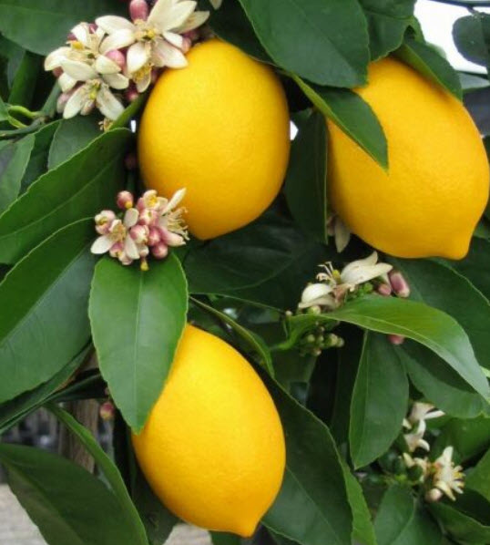 ต้นเลม่อน เมเยอร์ (Lemon Meyer) สูง 50-70 ซ.ม.