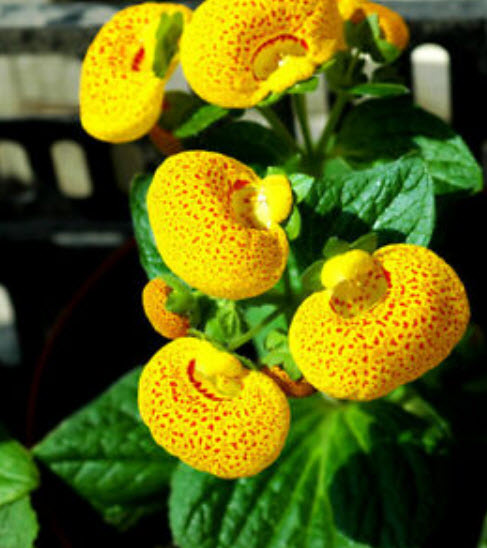 คาลซีโอลาเรีย (Calceolaria) คละ / ซอง 30 เม็ด (A150)