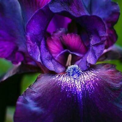 ฟาแลนน็อปซิส คละ / 50 เม็ด