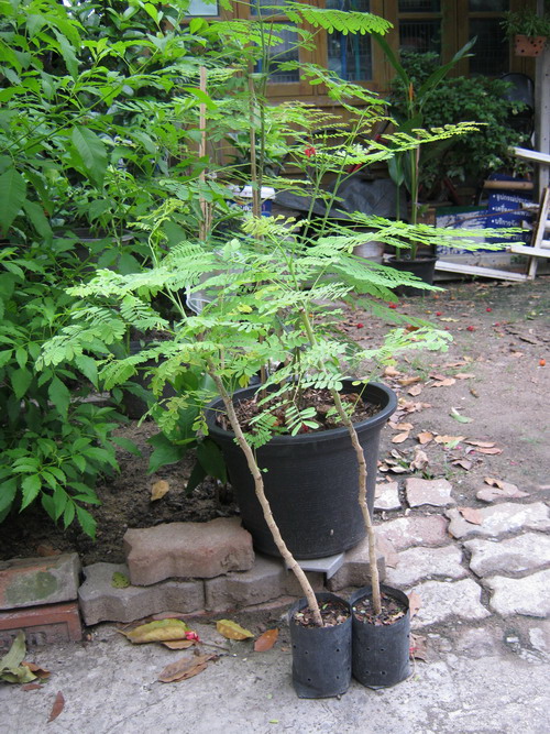 ต้นหางนกยูงไทย สีชมพู สูง 120-150 ซ.ม. / ต้น