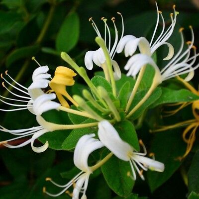 สายน้ำผึ้งญี่ปุ่น (Japanese Honeysuckle) / 20 เม็ด (นอก)