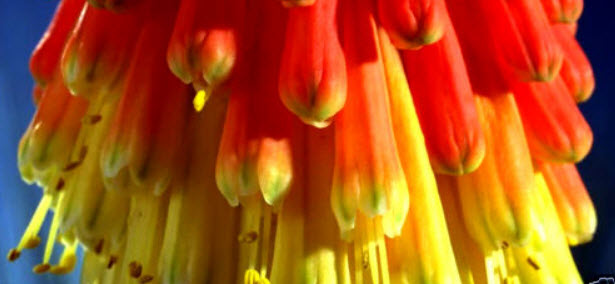 นิโฟเฟียร์ (Kniphofia) หรือ Red Hot Poker / 150 เม็ด (UK)