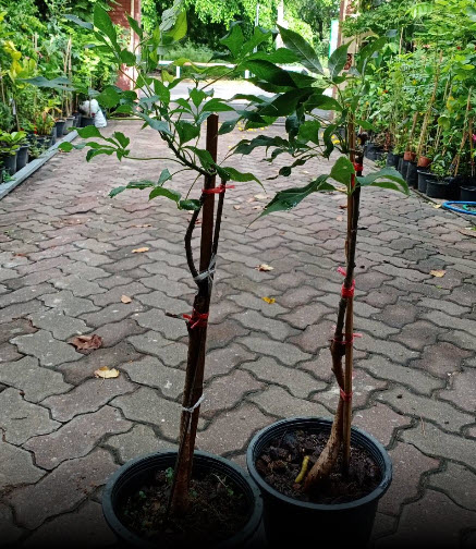 ต้นงิ้วชมพู ไหมจุรี ต้นเสียบยอด สูง 50-70 ซ.ม.