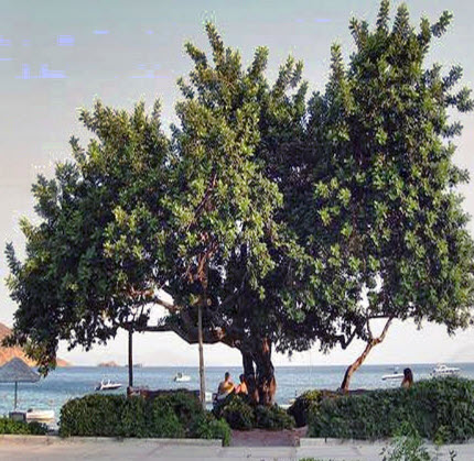 คารอป Carob พืชใช้แทนช็อคโกแลต โกโก้ ไม่มีคาเฟอีน / 20 เม็ด (Algeria)