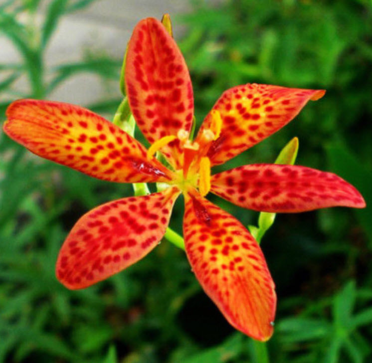 แบล๊คเบอรี่ ลิลี่ (Blackberry Lily) / ซอง 10 เม็ด (E009)