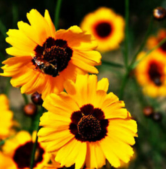 ดอกไม้ไหว (Coreopsis Drummondii) ดอกซ้อน / ซอง 50 เม็ด (A096)