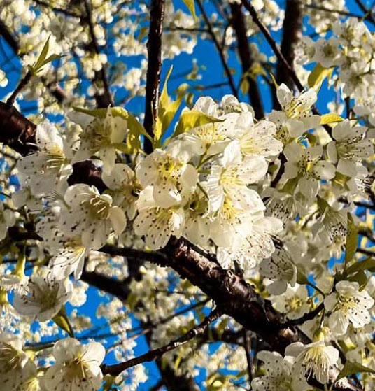 พญาเสือโคร่งขาว นางพญาเสือโคร่งดอกสีขาว / 20 เม็ด