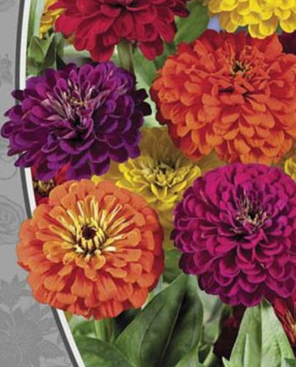 บานชื่นดอกใหญ่ (Zinnia Kaliforniyskiye Giganty) คละ / 100 เม็ด (Ukraine)