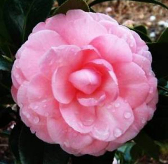 เทียนซ้อน (Garden Balsam) สีชมพู / ซอง 20 เม็ด (A006)