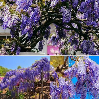 วิสทีเรียต้น (Wisteria tree) คละโทนสีฟ้า-น้ำเงิน / 5 เม็ด