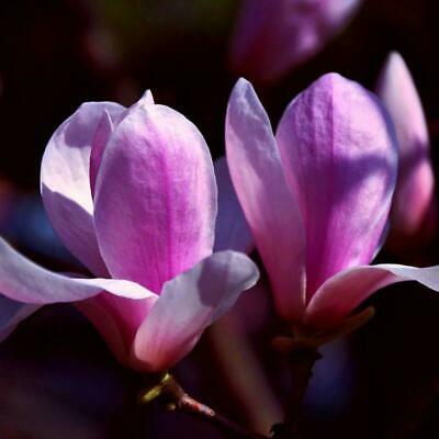 แม็กโนเลีย ยูหลาน (Magnolia Yulan) สีม่วงเข้ม / 20 เม็ด (China)