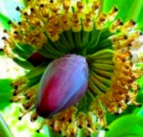 กล้วยแคระ (Dwarf Banana Tree) / 25 เม็ด (China)