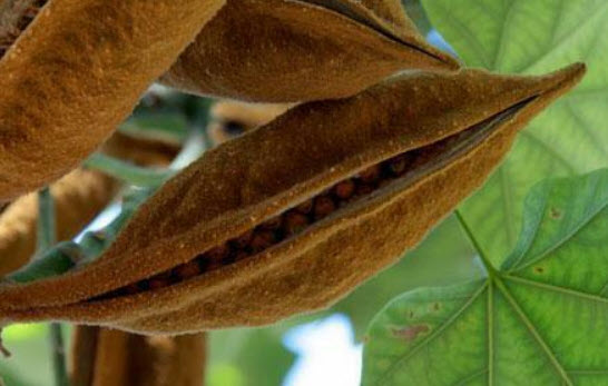 เพลิงภาณุ (Illawarra Flame Tree) / 10 เม็ด (Portugal)