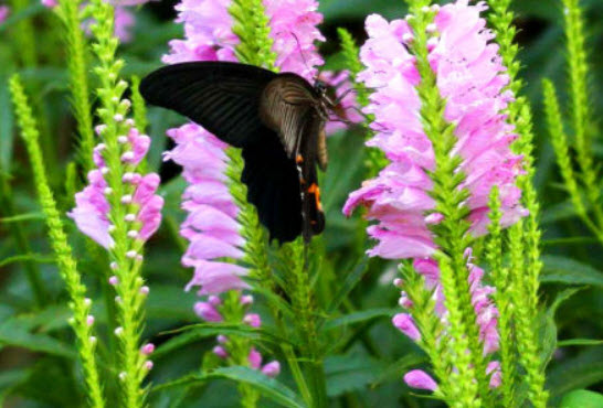 โอบีเดียนซ์ (Obedience/ Physostegia) สีชมพู / 35 เม็ด (UK)