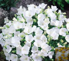 ทัสซ็อค เบลฟลาวเวอร์ (Tussock Bellflower) สีขาว / 5,400 เม็ด (UK)