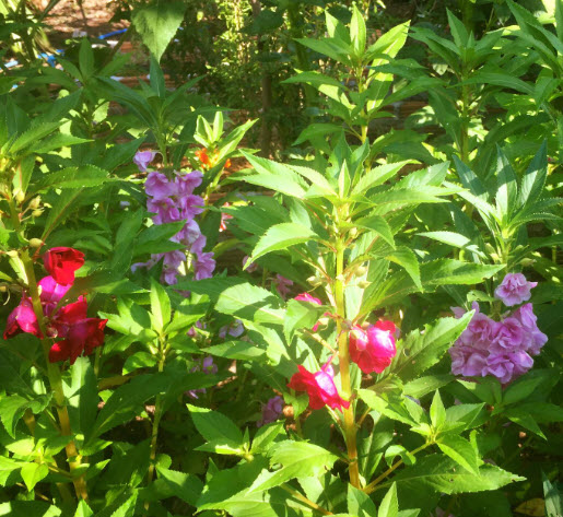 เทียนกุหลาบ เทียนซ้อน เทียนฝรั่ง ดอกซ้อน คละ / 40 เม็ด