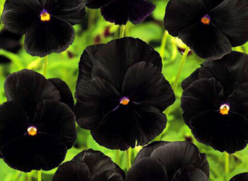 แพนซี (Pansy) ดำ ดอกใหญ่ / 150 เม็ด (UK)