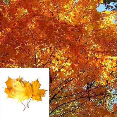 เมเปิ้ล Sugar Maple Syrup หรือ Rock Maple เหลือง / 25 เม็ด