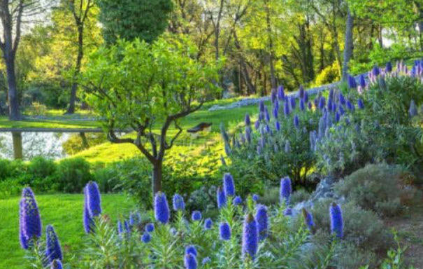 เอเชี่ยม แคนดิแกนส์ (Echium candicans / fastuosum) สีฟ้า / 10 เม็ด (France)