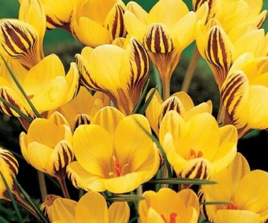 หญ้าฝรั่น (Saffron Crocus) สีเหลือง / 10 เม็ด (China)