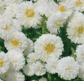 แอสเตอร์ (Aster) สีขาว / ซอง 50 เม็ด (A283)