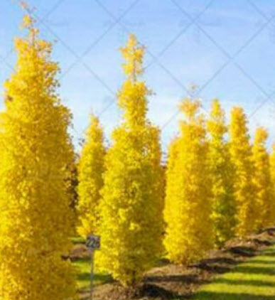 แปะก๊วยสีทอง (Gold Ginkgo) / 5 เม็ด
