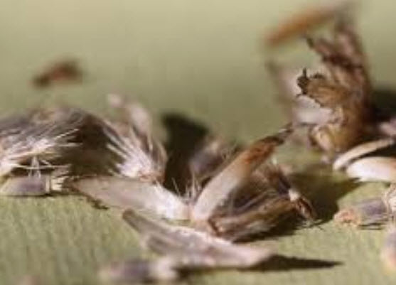 คอร์นฟลาวเวอร์ (Cornflower) สีฟ้า / 1,000 เม็ด*