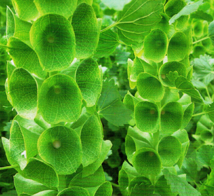 โมลุกกะ บาล์ม (Molucca Balm) / ซอง 20 เม็ด (F012)
