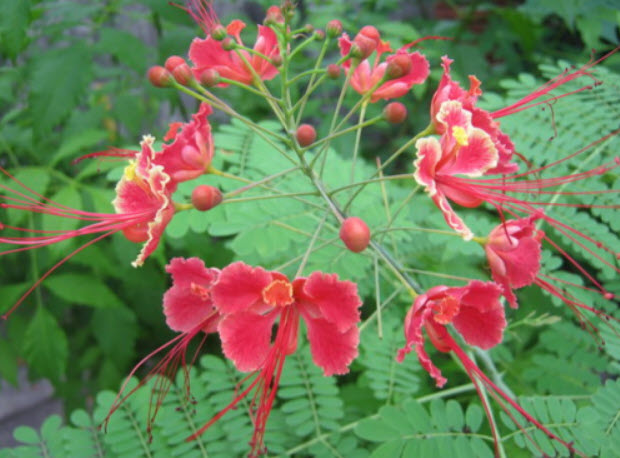 ต้นกล้าหางนกยูง สีชมพู ถุงดำ สูง 10-20 ซ.ม. / ต้น